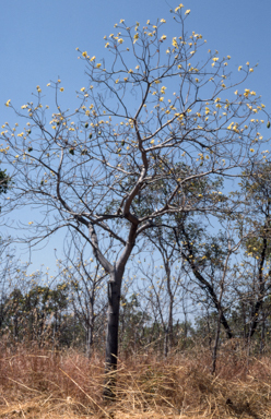 APII jpeg image of Cochlospermum fraseri  © contact APII