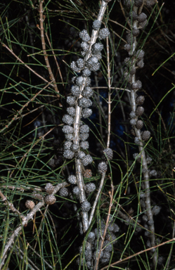 APII jpeg image of Allocasuarina portuensis  © contact APII