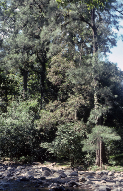APII jpeg image of Allocasuarina cunninghamiana  © contact APII