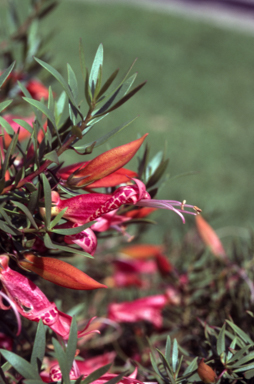 APII jpeg image of Eremophila maculata  © contact APII