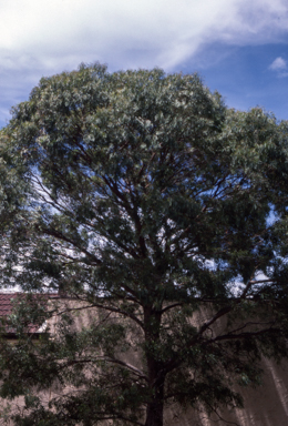 APII jpeg image of Eucalyptus nicholli  © contact APII