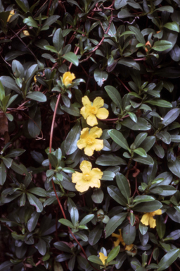 APII jpeg image of Hibbertia scandens  © contact APII