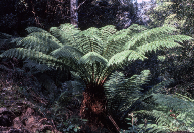 APII jpeg image of Dicksonia antarctica  © contact APII