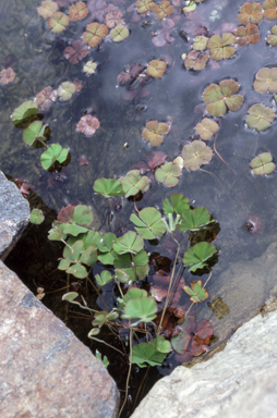 APII jpeg image of Marsilea drummondii  © contact APII