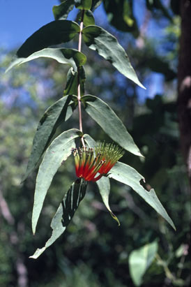 APII jpeg image of Decaisnina signata subsp. cardiophylla  © contact APII