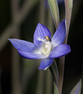 APII jpeg image of Thelymitra adorata  © contact APII