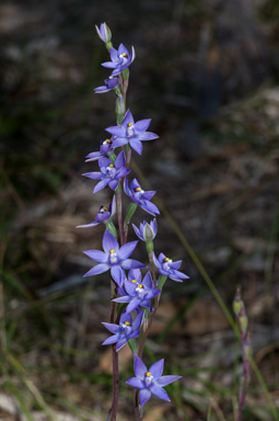 APII jpeg image of Thelymitra arenaria  © contact APII