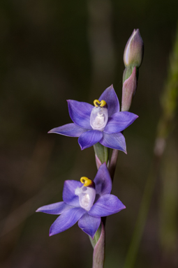 APII jpeg image of Thelymitra batesii  © contact APII
