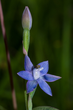 APII jpeg image of Thelymitra reflexa  © contact APII