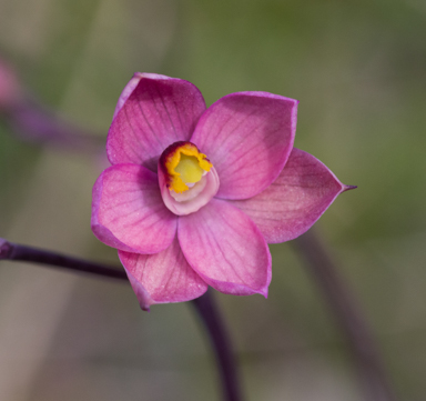 APII jpeg image of Thelymitra rubra  © contact APII