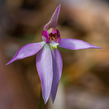 APII jpeg image of Caladenia hillmanii  © contact APII
