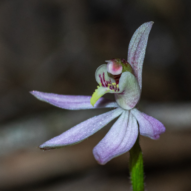 APII jpeg image of Caladenia mentiens  © contact APII