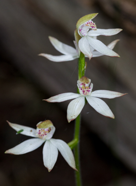 APII jpeg image of Caladenia moschata  © contact APII