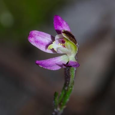 APII jpeg image of Caladenia pusilla  © contact APII