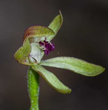 APII jpeg image of Caladenia transitoria  © contact APII
