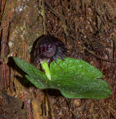 APII jpeg image of Corybas grumulus  © contact APII