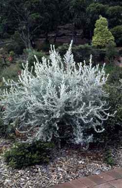 APII jpeg image of Eremophila bowmanii  © contact APII