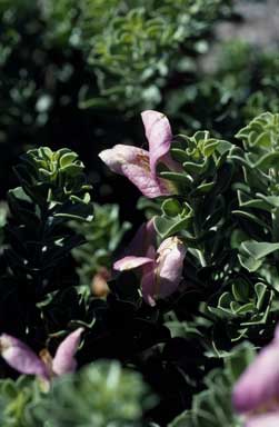 APII jpeg image of Eremophila cuneifolia  © contact APII