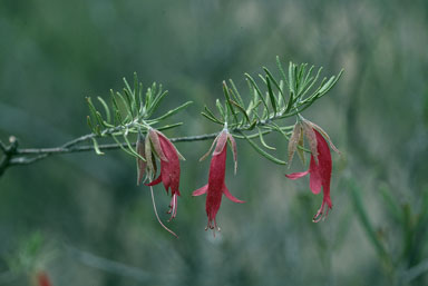 APII jpeg image of Eremophila latrobei subsp. latrobei  © contact APII