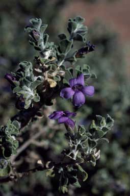 APII jpeg image of Eremophila obovata var. obovata  © contact APII