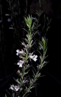 APII jpeg image of Eremophila pachyphylla  © contact APII