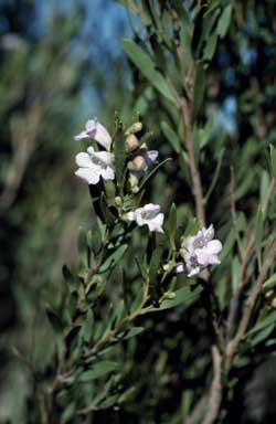 APII jpeg image of Eremophila paisleyi  © contact APII