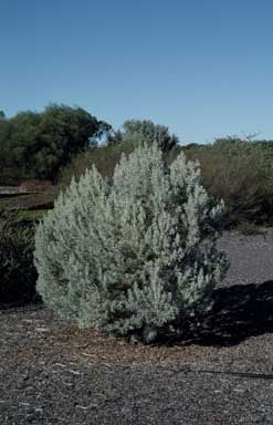 APII jpeg image of Eremophila pterocarpa  © contact APII