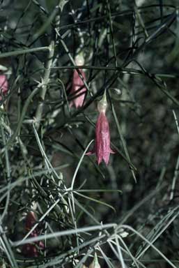 APII jpeg image of Eremophila stenophylla  © contact APII