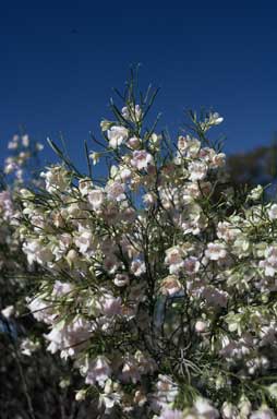 APII jpeg image of Eremophila sturtii  © contact APII