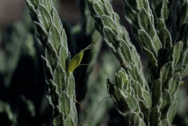 APII jpeg image of Eremophila subfloccosa  © contact APII