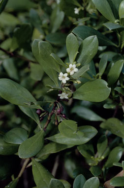 APII jpeg image of Myoporum boninense  © contact APII