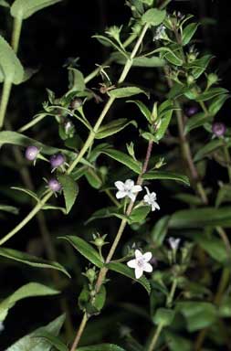 APII jpeg image of Myoporum oppositifolium  © contact APII