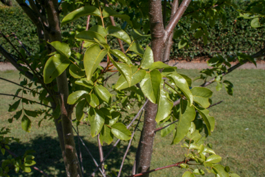 APII jpeg image of Pleiogynium timoriense  © contact APII