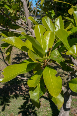 APII jpeg image of Elaeocarpus bancroftii  © contact APII