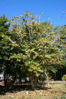 APII jpeg image of Artocarpus altilis  © contact APII