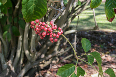 APII jpeg image of Leea novoguineensis  © contact APII