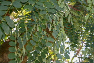 APII jpeg image of Adenanthera pavonia  © contact APII