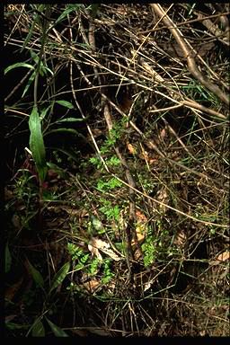 APII jpeg image of Cheilanthes austrotenuifolia  © contact APII