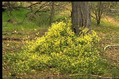 APII jpeg image of Clematis leptophylla  © contact APII