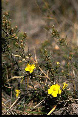 APII jpeg image of Hibbertia riparia  © contact APII