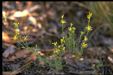 APII jpeg image of Pimelea curviflora var. sericea  © contact APII