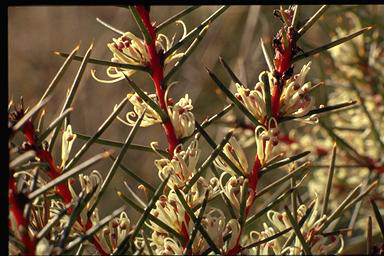 APII jpeg image of Hakea decurrens  © contact APII