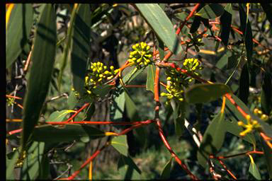 APII jpeg image of Eucalyptus pauciflora  © contact APII