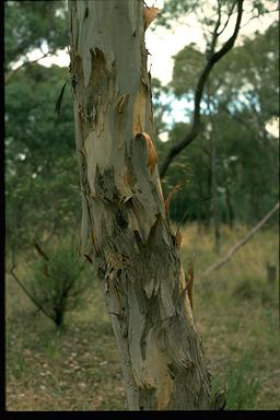 APII jpeg image of Eucalyptus polyanthemos  © contact APII