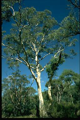 APII jpeg image of Eucalyptus mannifera  © contact APII