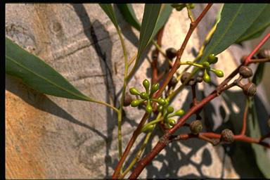 APII jpeg image of Eucalyptus mannifera  © contact APII