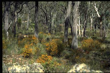 APII jpeg image of Dillwynia phylicoides  © contact APII