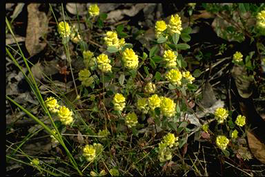 APII jpeg image of Trifolium campestre  © contact APII