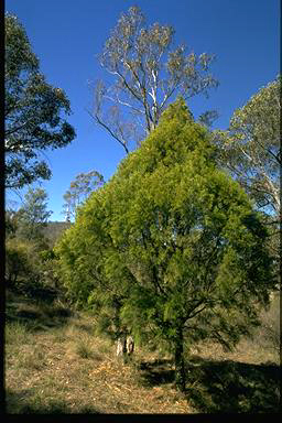 APII jpeg image of Exocarpos cupressiformis  © contact APII