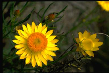 APII jpeg image of Xerochrysum viscosum  © contact APII